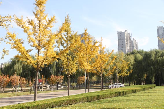 �ݳ����������Ӷ��̵أ�