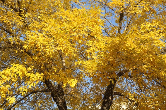 ��ɫ��������