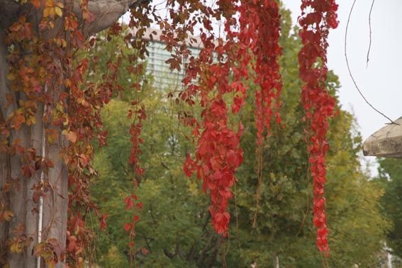 ��ɫ����ɽ����