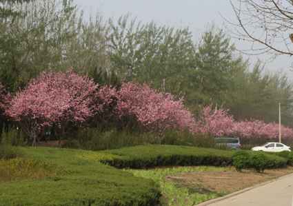 ����·����Ҷ÷��