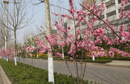 ��ѧ·��Ҷ��