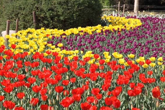 ֲ��԰������